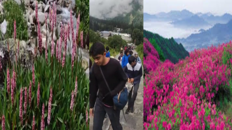फूलों की घाटी रूट में खुलेआम घूम रहे हैं बिना मास्क के पर्यटक फूलों की घाटी रूट में खुलेआम घूम रहे हैं बिना मास्क के पर्यटक