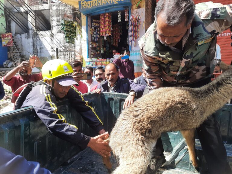 SDRF उत्तराखंड पुलिस द्वारा भागीरथी नदी के तेज बहाव में फंसे हिरण के बच्चे का किया सफल रेस्क्यू SDRF उत्तराखंड पुलिस द्वारा भागीरथी नदी के तेज बहाव में फंसे हिरण के बच्चे का किया सफल रेस्क्यू