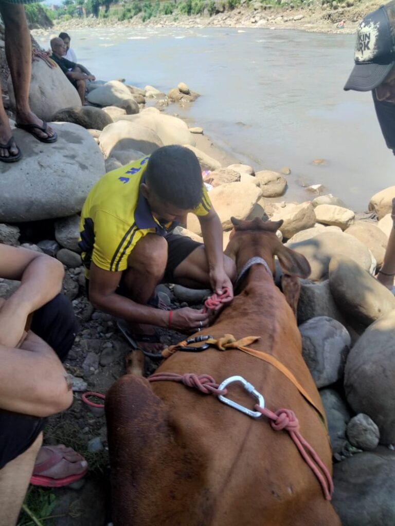 कोटद्वार की सुखरो नदी में फँसी 2 गाय, SDRF द्वारा किया गया रेस्क्यू। कोटद्वार की सुखरो नदी में फँसी 2 गाय, SDRF द्वारा किया गया रेस्क्यू।