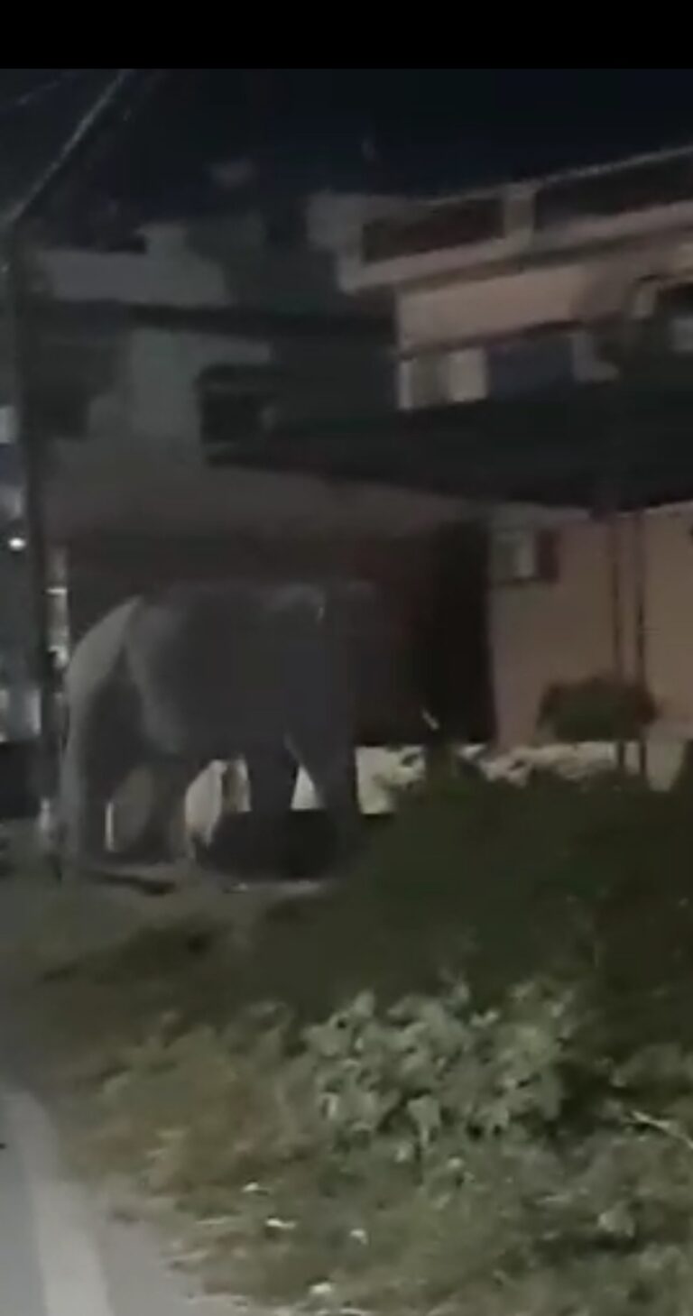 बड़ी खबर मॉर्निंग वॉक पर निकले गजराज बड़ी खबर मॉर्निंग वॉक पर निकले गजराज