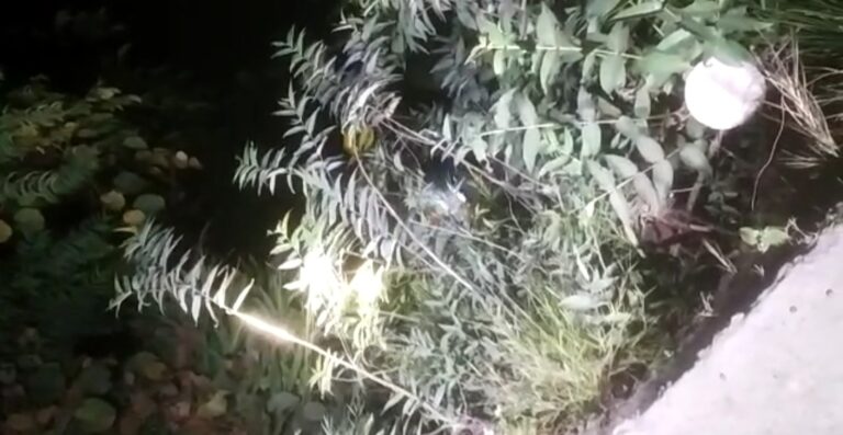 जनपद पौड़ी गढ़वाल – कोटद्वार में खाई में गिरा व्यक्ति, SDRF ने किया रेस्क्यू जनपद पौड़ी गढ़वाल – कोटद्वार में खाई में गिरा व्यक्ति, SDRF ने किया रेस्क्यू