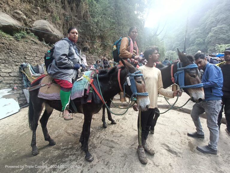 घोड़ा-खच्चर संचालक भी ज्यादा धन कमाने लालच में माल की जगह श्रद्धालुओं को पहुंचा रहे धाम घोड़ा-खच्चर संचालक भी ज्यादा धन कमाने लालच में माल की जगह श्रद्धालुओं को पहुंचा रहे धाम