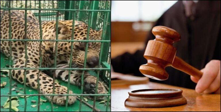 गढ़वाल: पिंजरे में कैद गुलदार को जिंदा जलाया, ग्राम प्रधान समेत पांच लोगों को हुई जेल गढ़वाल: पिंजरे में कैद गुलदार को जिंदा जलाया, ग्राम प्रधान समेत पांच लोगों को हुई जेल