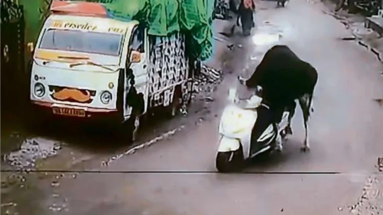 सड़क पर सांड ने ‘दौड़ाई’ स्कूटी, निराश्रित गोवंशों की धमा-चौकड़ी से लोग परेशान सड़क पर सांड ने ‘दौड़ाई’ स्कूटी, निराश्रित गोवंशों की धमा-चौकड़ी से लोग परेशान