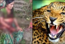 रुद्रप्रयाग: घास काटने जंगल गई महिला पर गुलदार ने किया हमला, साथी घसेरियों ने बचाई जान