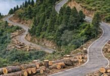 चंपावत बाईपास निर्माण की आड़ में कटेंगे 1882 देवदार के पेड़, विकास बनाम पर्यावरण की बहस तेज