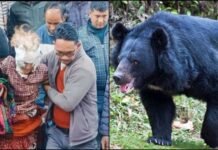 उत्तराखंड: भालू के हमलों से सहमे पहाड़, 65 साल की रुक्मिणी देवी लहूलुहान.. ग्रामीणों ने बचाई जान