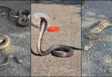 रामनगर में एक साथ निकले कई जहरीले सांप, वन विभाग के रेस्क्यू से टली बड़ी अनहोनी