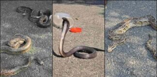 रामनगर में एक साथ निकले कई जहरीले सांप, वन विभाग के रेस्क्यू से टली बड़ी अनहोनी