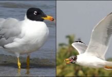 उत्तराखंड: कोसी नदी में दिखा दुर्लभ पलास गल, कॉर्बेट लैंडस्केप की जैव विविधता के लिए शुभ संकेत