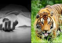उत्तराखंड: घास लेने गई महिला पर बाघ का हमला, जंगल से क्षत-विक्षत शव बरामद