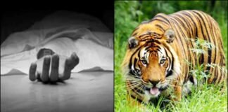 उत्तराखंड: घास लेने गई महिला पर बाघ का हमला, जंगल से क्षत-विक्षत शव बरामद