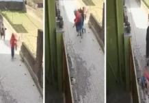 ऋषिकेश के गुमानीवाला में निराश्रित गोवंश का आतंक, महिला पर किया हमला; वीडियो हो रहा वायरल