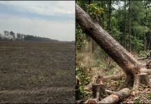 उत्तराखंड में बिजनेस के लिए वृक्षों पर चली आरी, 41 हजार पेड़ काट डाले