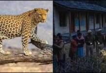 गढ़वाल में नरभक्षी गुलदार का आतंक, 4 साल की दृष्टि को बनाया निवाला; झाड़ियों में मिली लाश