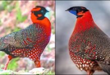 उत्तराखंड की सुंदरधुंगा घाटी में दिखा वो दुर्लभ जीव, जिसे ढूंढ रहे हैं दुनियाभर के जीव वैज्ञानिक