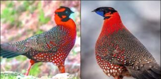 उत्तराखंड की सुंदरधुंगा घाटी में दिखा वो दुर्लभ जीव, जिसे ढूंढ रहे हैं दुनियाभर के जीव वैज्ञानिक