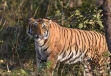 ऋषिकेश में गुलदार का आतंक: बच्चे पर किया हमला, इलाके में दहशत; वन विभाग ने जारी की चेतावनी