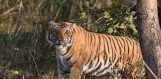 ऋषिकेश में गुलदार का आतंक: बच्चे पर किया हमला, इलाके में दहशत; वन विभाग ने जारी की चेतावनी