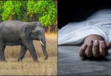देहरादून: खेतों के पास हाथी ने ग्रामीण पर किया हमला, अस्पताल में इलाज के दौरान मौत