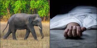 देहरादून: खेतों के पास हाथी ने ग्रामीण पर किया हमला, अस्पताल में इलाज के दौरान मौत