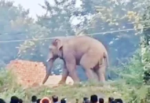 डोईवाला में हाथी का हमला, ग्रामीण की मौत: स्कूटी से घर लौटते समय हाथी ने बनाया शिकार