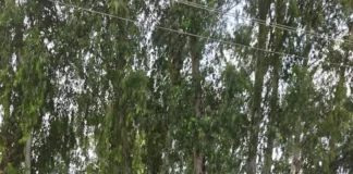 मुख्यमंत्री धामी के निर्देशों पर विकास कार्यों को रफ्तार, सचिव डॉ. आर. राजेश कुमार ने हल्द्वानी/ऊधमसिंहनगर में लिया जायजा